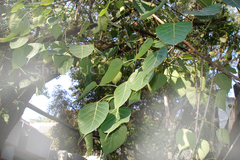Ficus religiosa